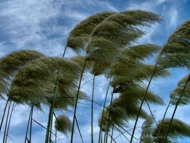 Messaggio di allertamento: temporali e vento