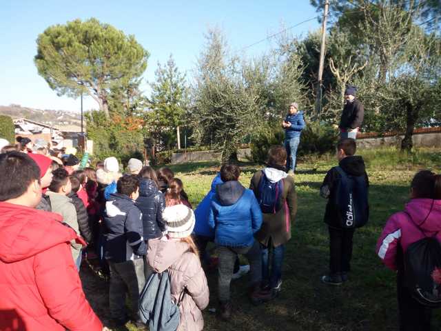 Le scuole al frantoio Sassetti: un percorso didattico sull’ulivo, l’olio e la sana alimentazione.